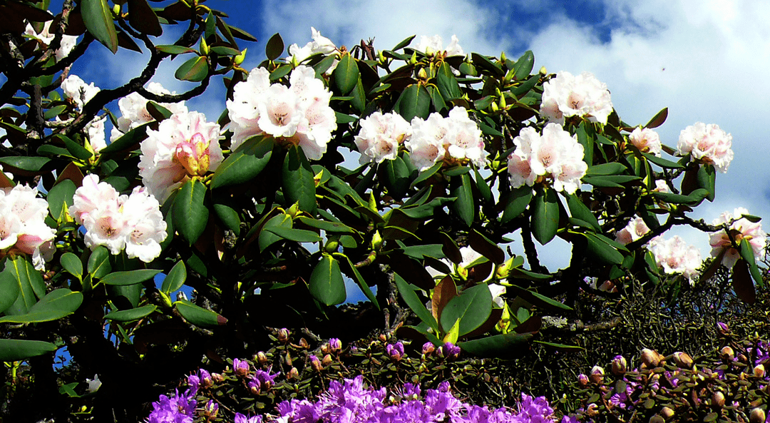 成都花仙子价格5.99万起 暂无优惠